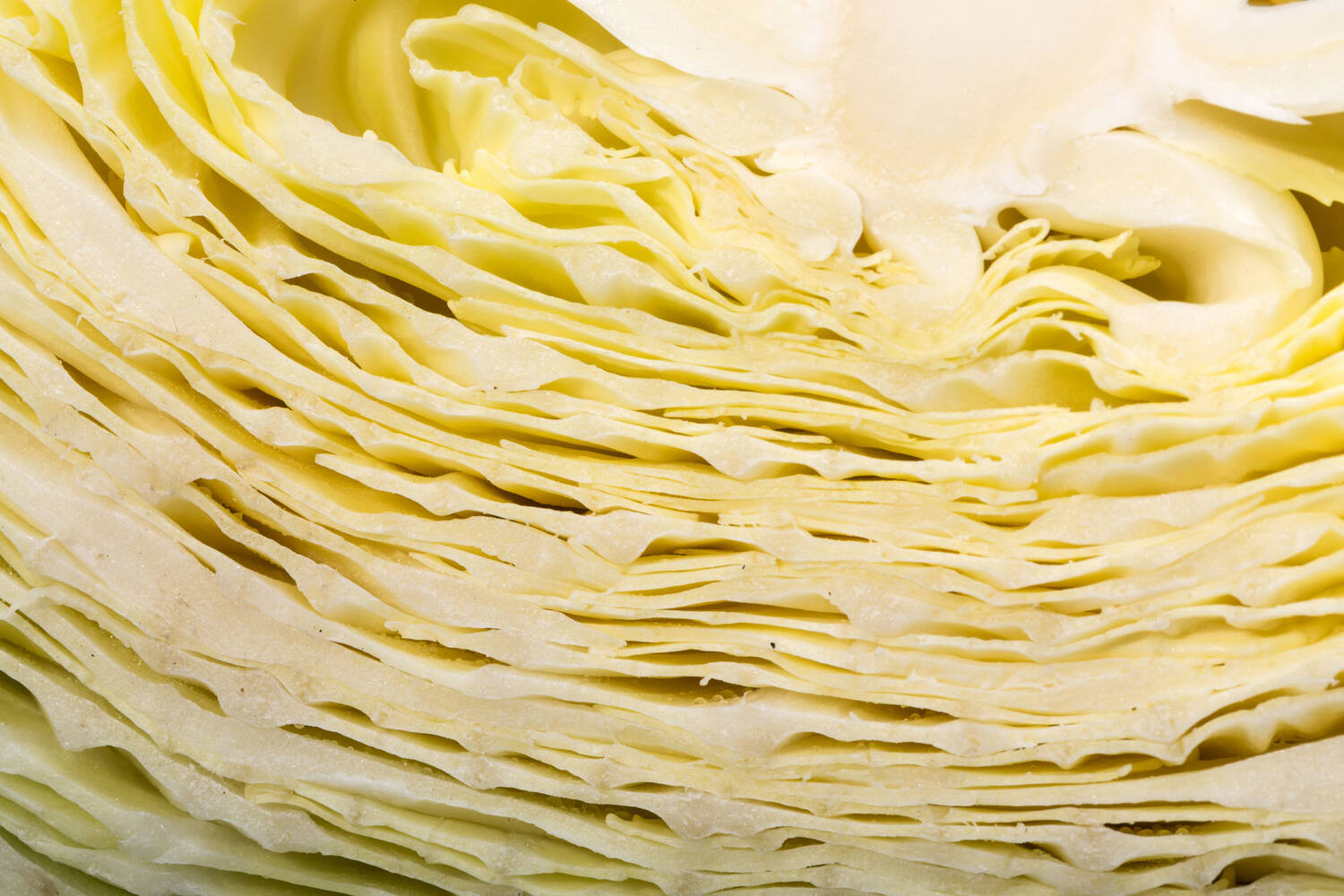 BIO Witte kool stuk 2